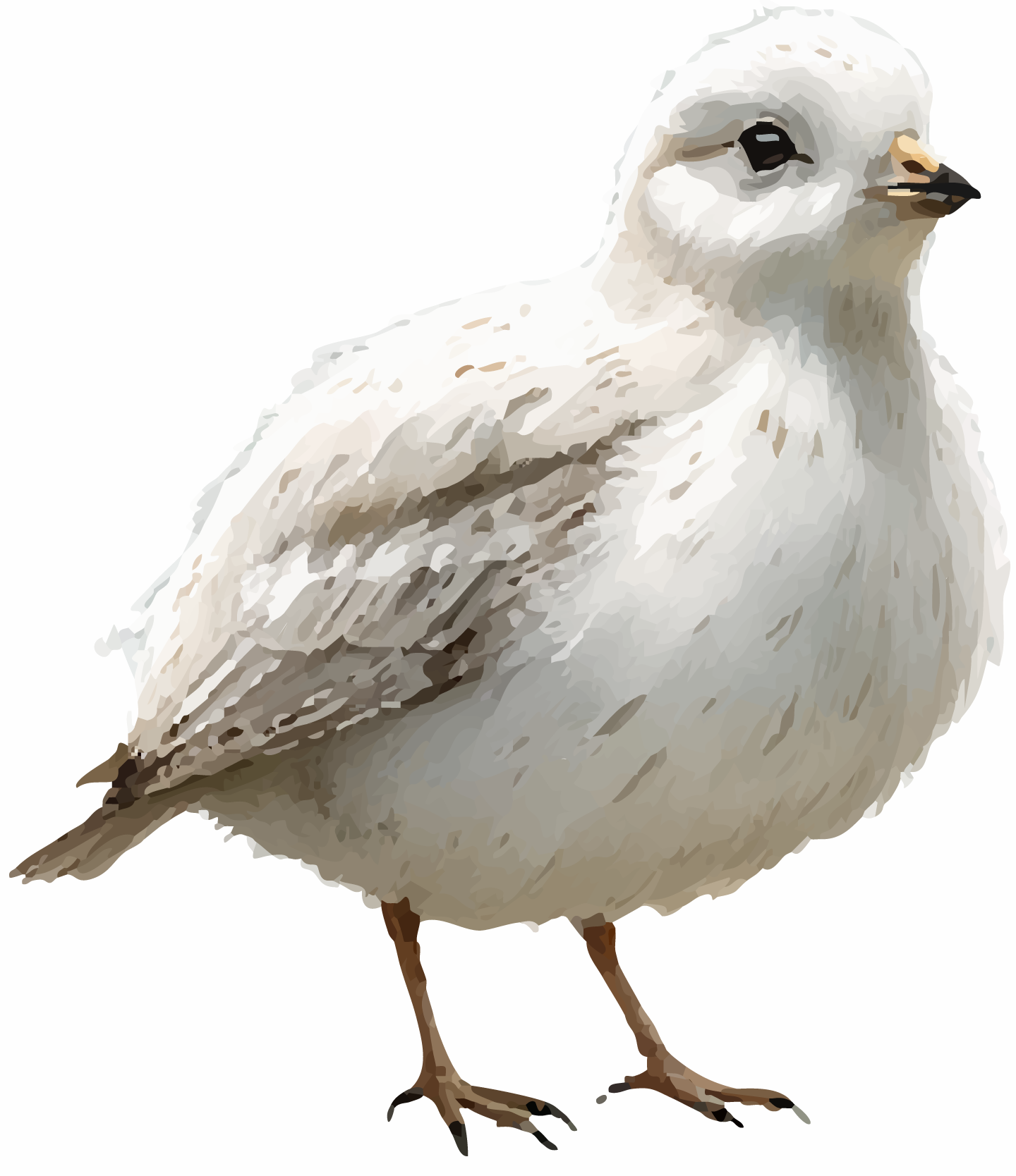 image de l'animal emblème